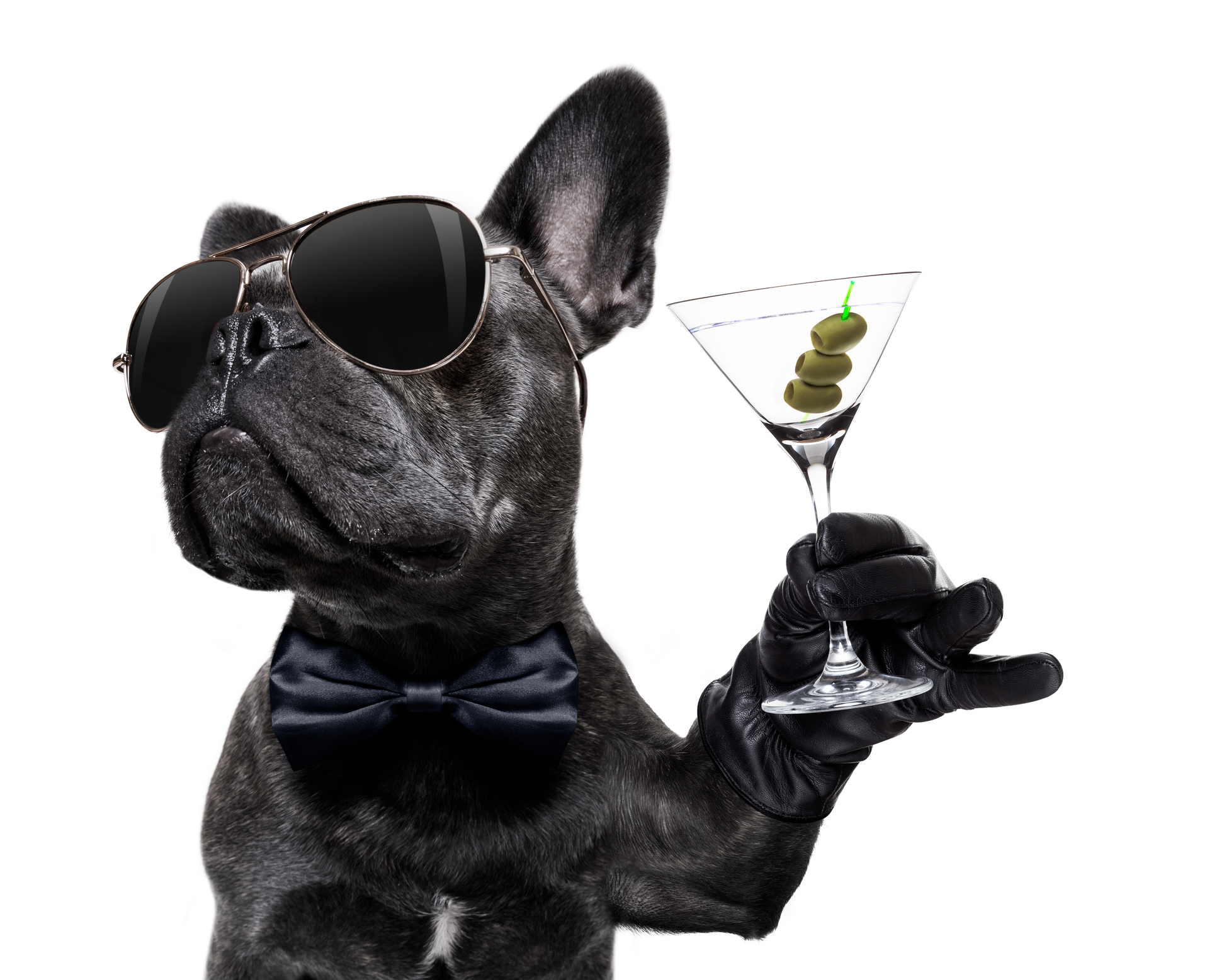 black french bulldog with sunglasses and martini